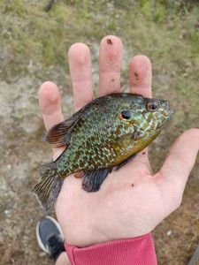 Green Sunfish