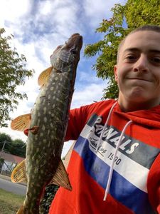 Northern Pike