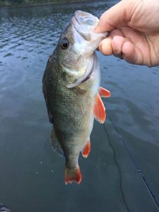 European Perch