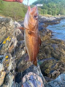 Atlantic Cod (Baltic)