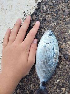 Saddled Seabream