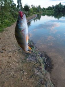 European Perch