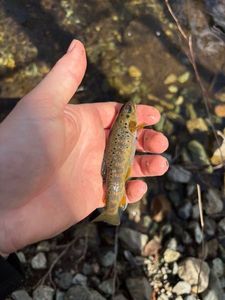 Brown Trout