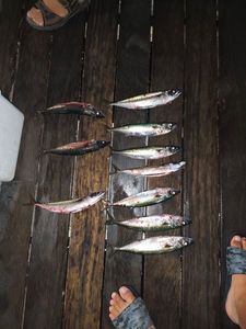 Mackerel