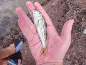 Red Mullet
