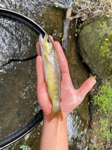 Brown Trout