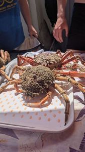 European Spider Crab