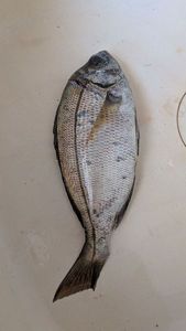 Black Seabream