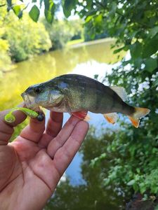 European Perch