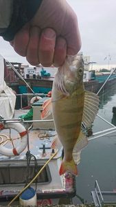 European Perch