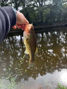 Largemouth Bass