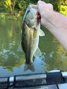 Largemouth Bass