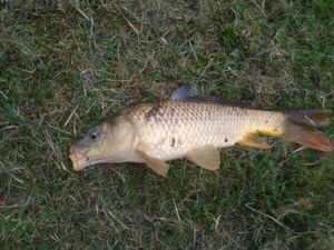 Common Carp