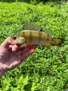 European Perch