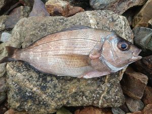 Black Seabream