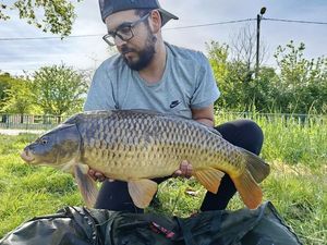 Common Carp