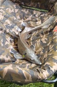 Sturgeon