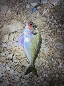 Gilthead Seabream