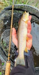 Brown Trout
