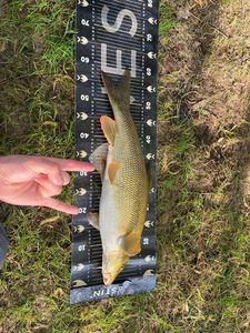 Barbel