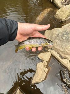 Brown Trout