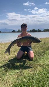 Silver Carp