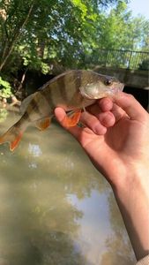 European Perch
