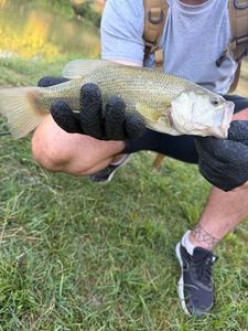 Largemouth Bass