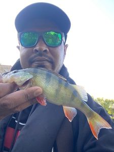European Perch