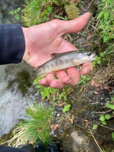 Brown Trout