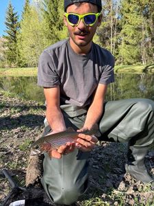 Cutthroat Trout