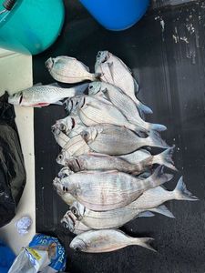Black Seabream