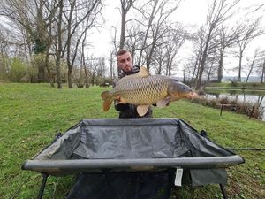 Common Carp