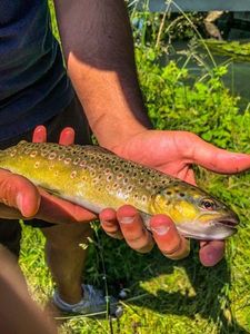 Brown Trout