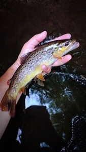 Brown Trout