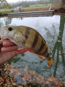 European Perch