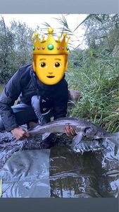 Sturgeon