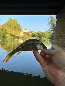 European Perch