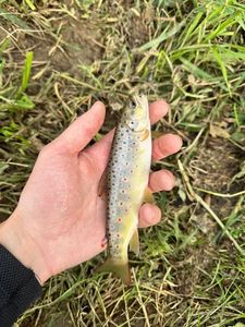 Brown Trout