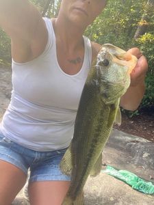 Largemouth Bass
