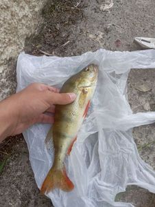 European Perch