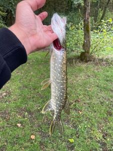 Northern Pike