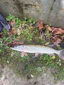 Northern Pike
