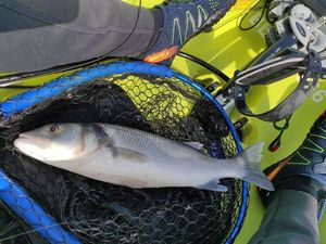 European Bass (Seabass)