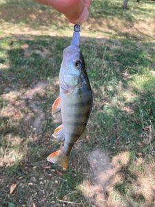 European Perch