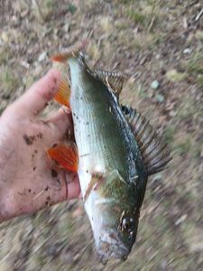 European Perch