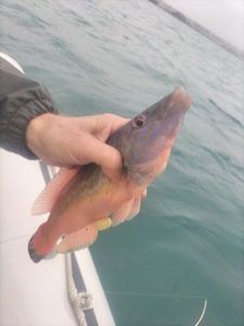 Cuckoo Wrasse