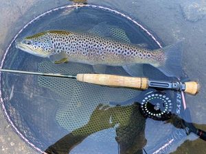 Brown Trout