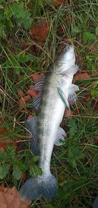Zander