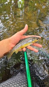 Brown Trout